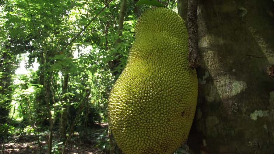 Zanzibar: Spice Farm Tour with Traditional Cooking Lesson - Quick highlights of the Zanzibar spice farm tour