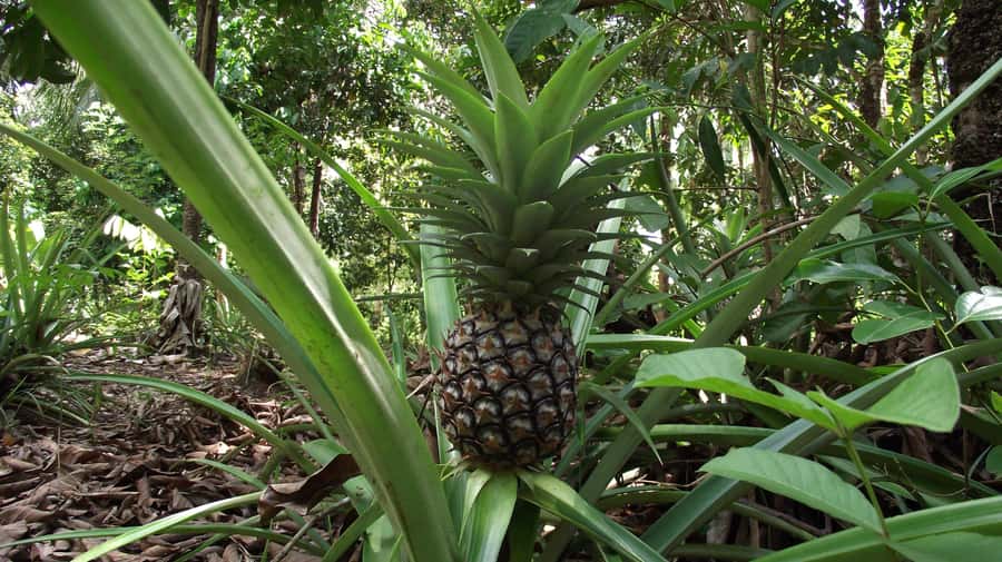Zanzibar: Spice Farm Tour with Traditional Cooking Lesson - The leaf crown question