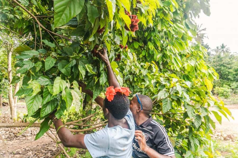 Zanzibar: Spice farm tour with Zanzibar fruits tasting - Why a spice farm matters in Zanzibar