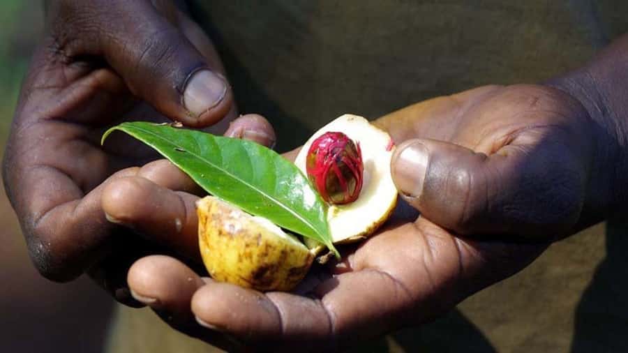 Zanzibar: Spice farm tour with Zanzibar fruits tasting - The tree-climbing demonstration