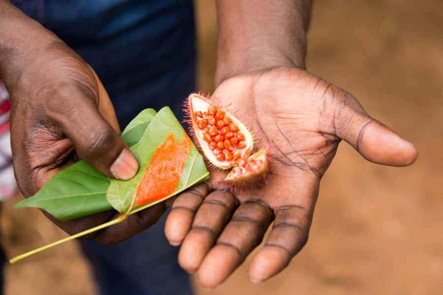 Zanzibar Spice Tour &Cooking Class with Lunch Pickup Include - Tasting fruit and learning what grows here