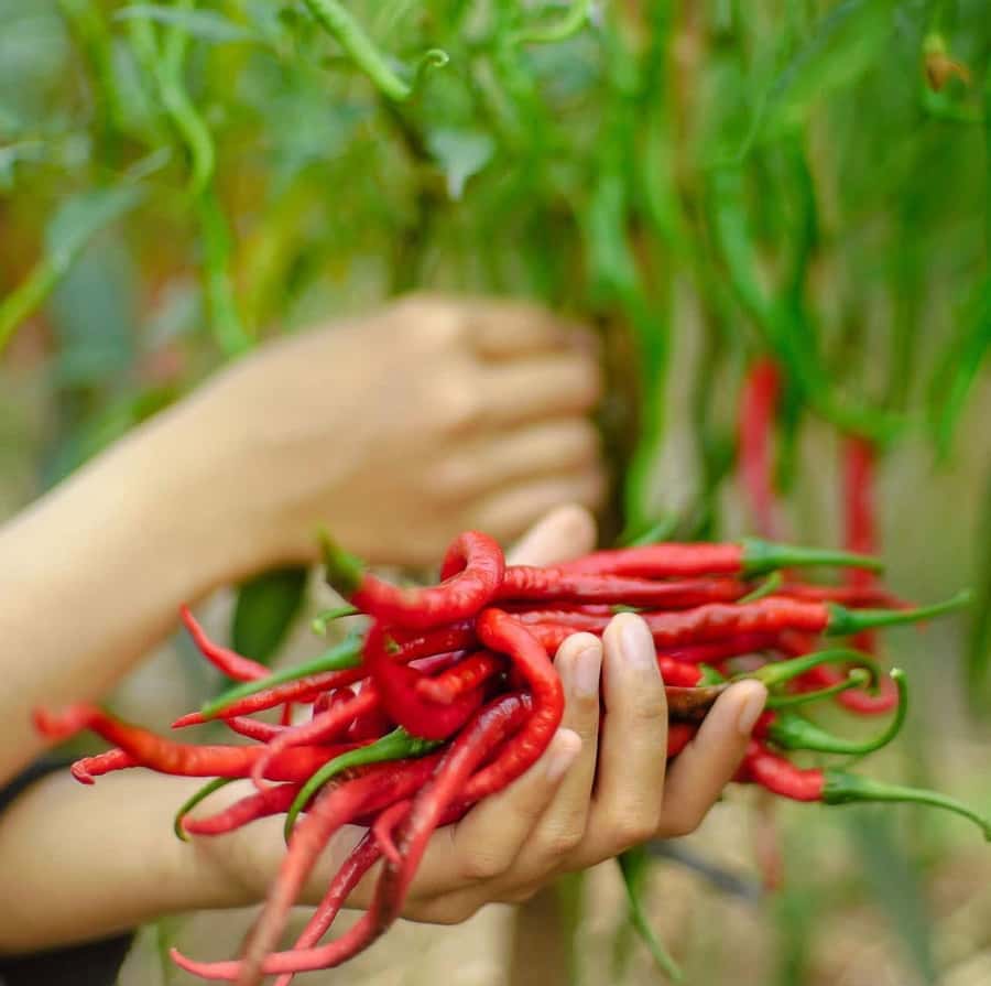 Zanzibar Spice Tour &Cooking Class with Lunch Pickup Include - Practical details that make the day easier