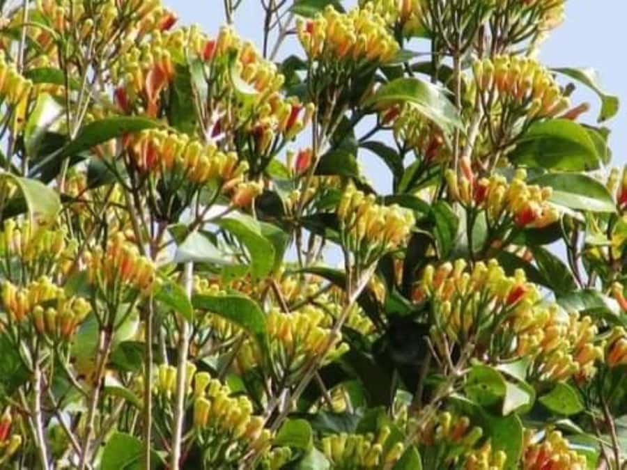 Zanzibar: Spice tour + Stone Town Walking tour - Why combine spices with Stone Town?