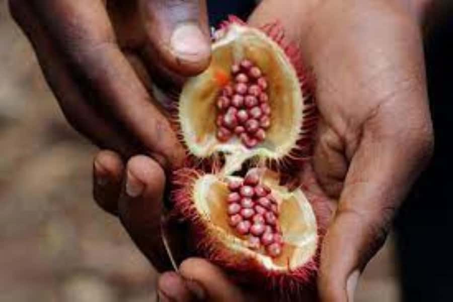 Zanzibar: Spice tour + Stone Town Walking tour - The human butterfly and the lighter side of the farm