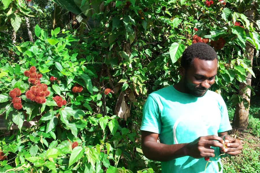 Zanzibar: Stone Town City Tour and Spice Farm with Lunch - Key points to know before you book