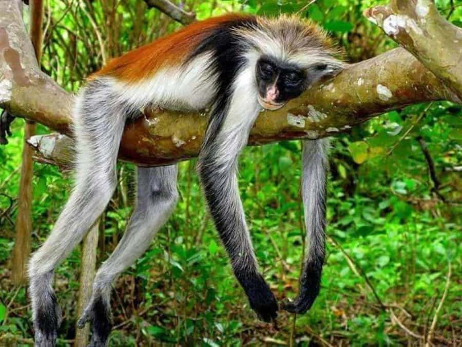 Zanzibar: Stone town Insights & Jozani forest Exploration - Transport, timing, and what the $100 covers