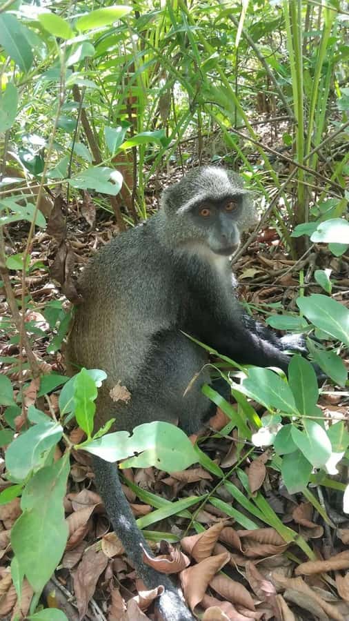 Zanzibar: Stone town Insights & Jozani forest Exploration - What to bring and how to prepare