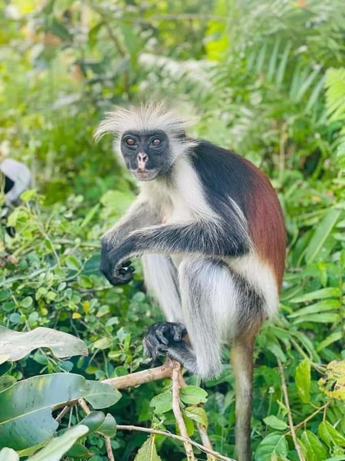 Zanzibar: Stone town Insights & Jozani forest Exploration - Into Jozani Forest for Zanzibar’s red colobus monkeys