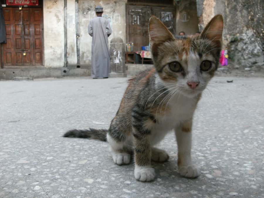 Zanzibar: Stone Town & Spice Farm Tour with Lunch - Is $73 a fair price?