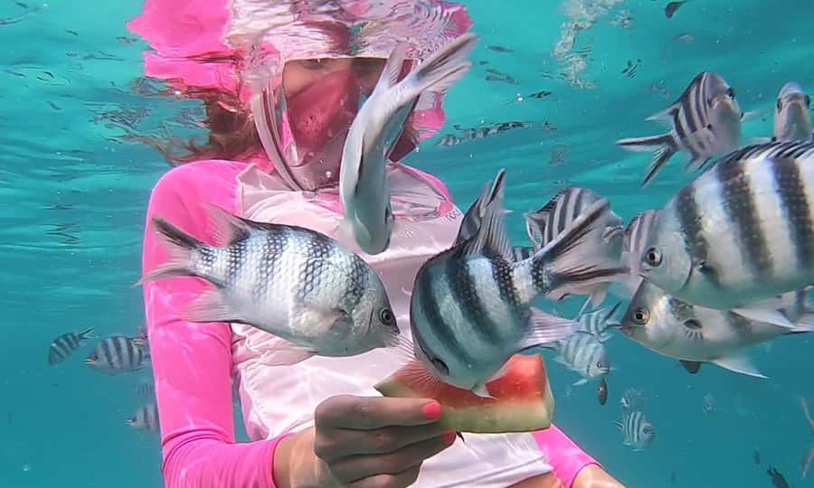Zanzibar : Swim with dolphin + Snorkel mnemba coral Reef - What this Mnemba Island trip actually offers