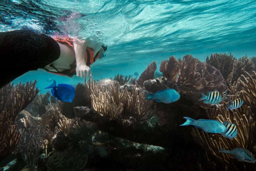 Zanzibar : Swim with dolphin + Snorkel mnemba coral Reef - The 45-minute sail from Nungwi