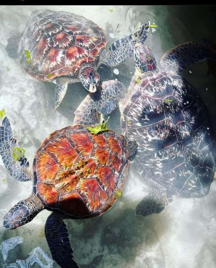 Zanzibar: Swim with Sea Turtles at Baraka or Salaam Aquarium - Key points to know before you book