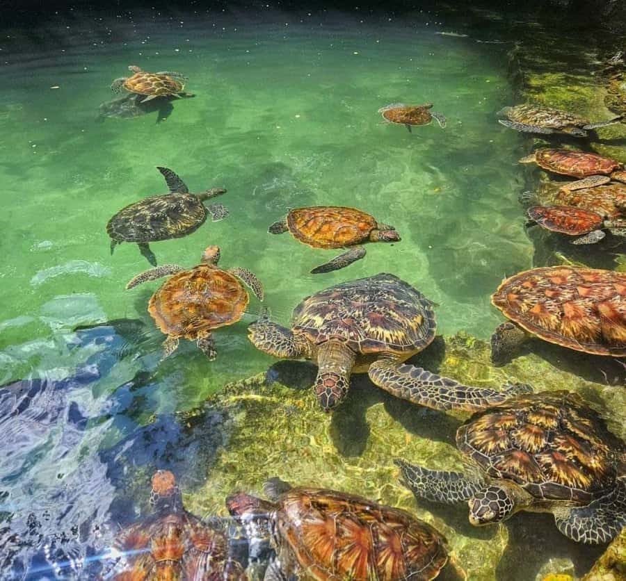 Zanzibar: Swim with Sea Turtles at Baraka or Salaam Aquarium - Choosing between Nungwi and Kizimkazi
