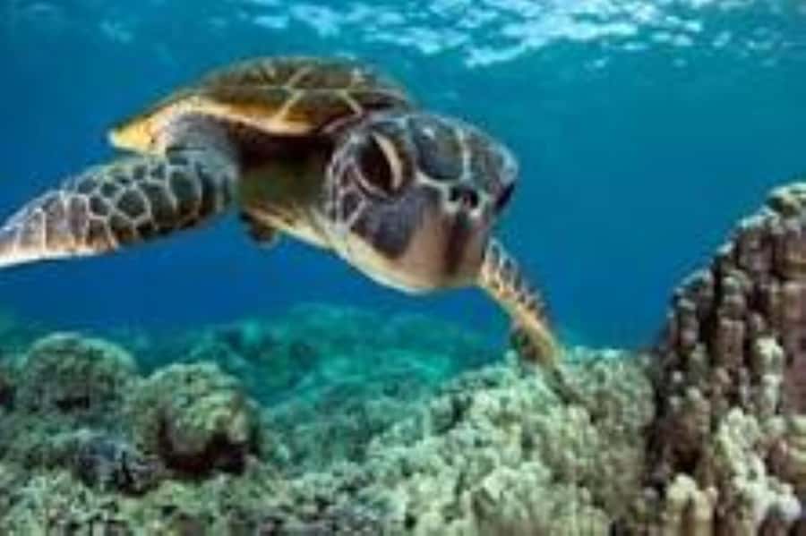 Zanzibar: Swim with Sea Turtles at Baraka or Salaam Aquarium - Meeting the turtles in their saltwater lagoons