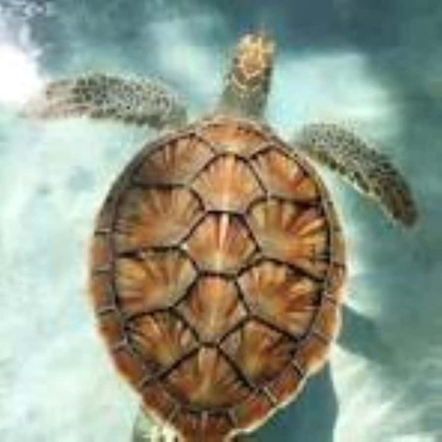 Zanzibar: Swim with Sea Turtles at Baraka or Salaam Aquarium - What the guide adds to the visit