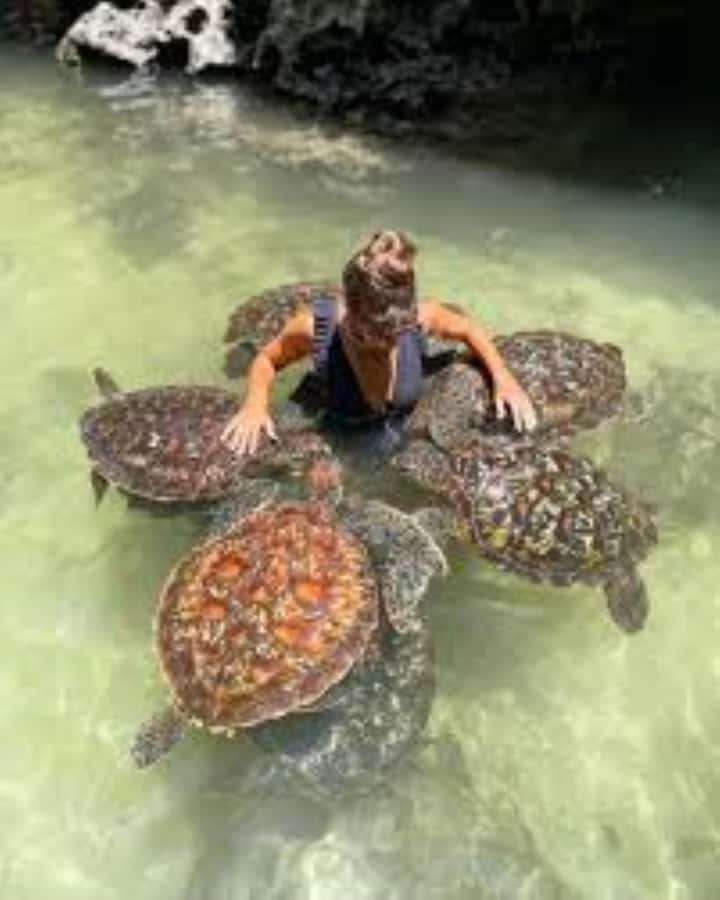 Zanzibar: Swim with Sea Turtles at Baraka or Salaam Aquarium - How much value you get for $80