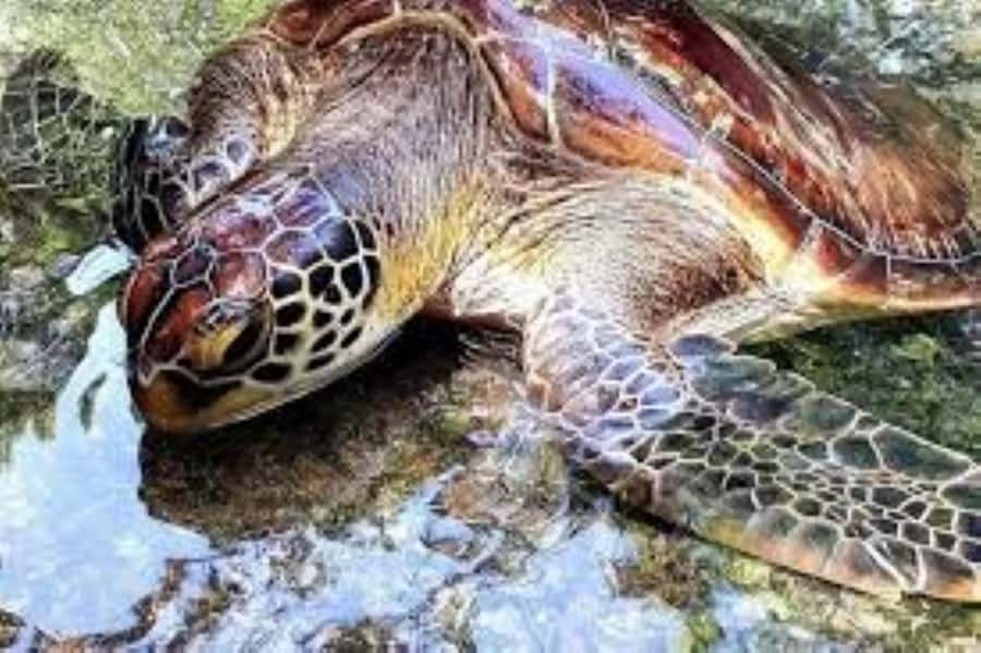 Zanzibar: Swim with Sea Turtles at Baraka or Salaam Aquarium - Practical notes for a smoother visit