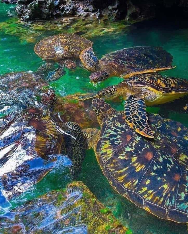 Zanzibar: Swim with Sea Turtles at Baraka or Salaam Aquarium - The hotel pickup sets an easy pace