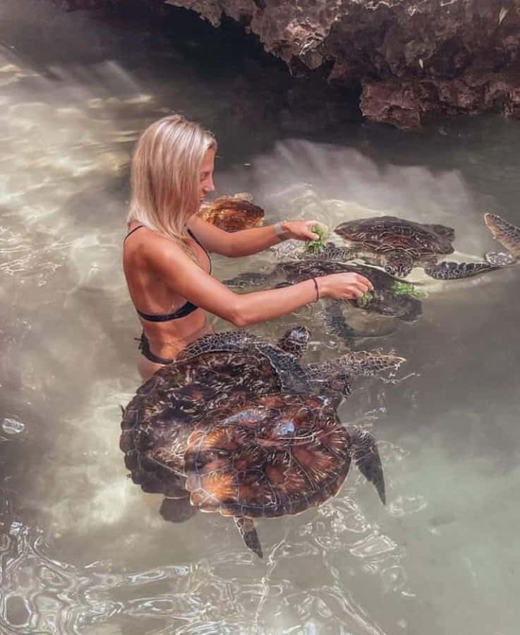 Zanzibar: Swim with turtles at Nungwi - What the two-hour visit feels like