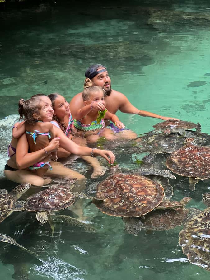 Zanzibar: Swim with Turtles Sanctuary Tour - Feeding the turtles and entering the water