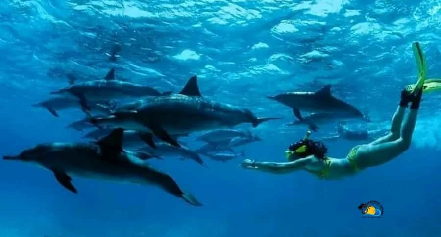 Zanzibar: Swimming & Snorkeling at Mnemba Atoll with Fruits - Key points to know before booking