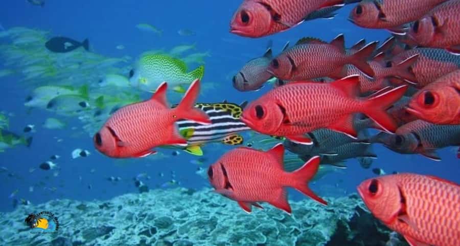 Zanzibar: Swimming & Snorkeling at Mnemba Atoll with Fruits - The dolphin stop needs a careful look