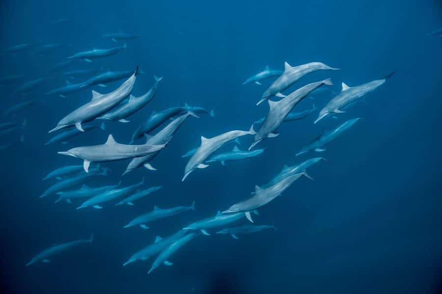 Zanzibar Swimming with Dolphins and snorkeling - The early morning run to Kizimkazi