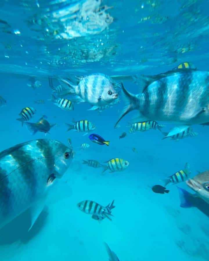 Zanzibar Swimming with Dolphins and snorkeling - A 30-minute reef stop after the dolphin search