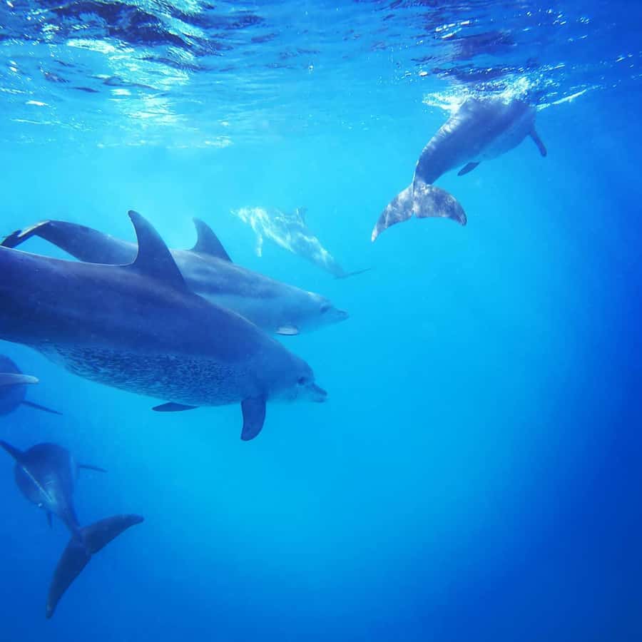 Zanzibar Swimming with Dolphins and snorkeling - The real value of the $72 price