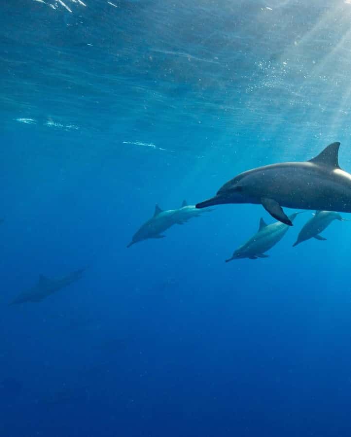 Zanzibar Swimming with Dolphins and snorkeling - What the strongest experiences have in common