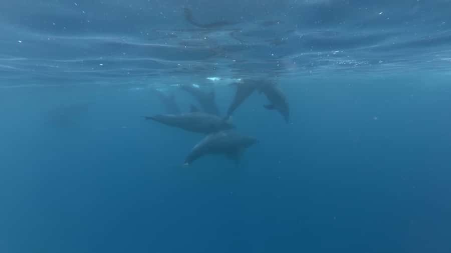 Zanzibar: Swimming with Dolphins and Snorkeling Private Tour - Key points to know before booking