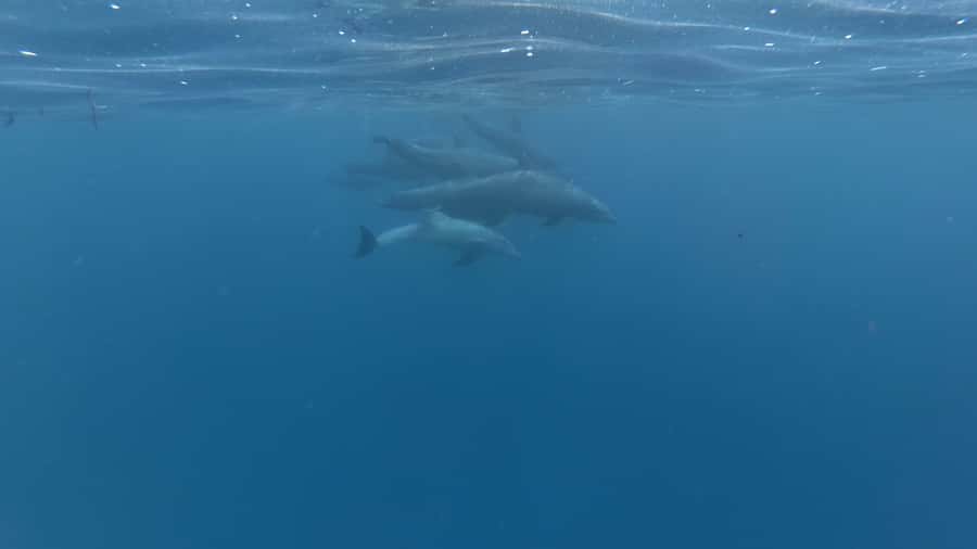 Zanzibar: Swimming with Dolphins and Snorkeling Private Tour - From your hotel to Matemwe or Kizimkazi