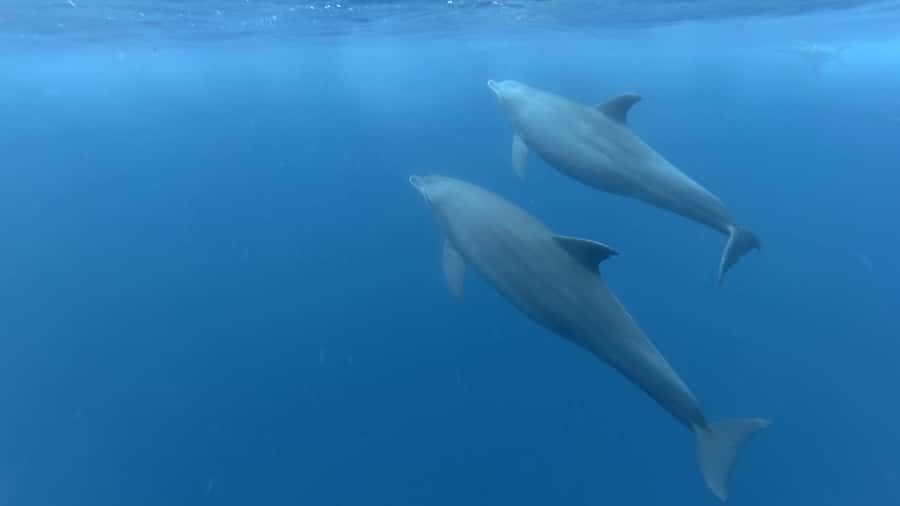 Zanzibar: Swimming with Dolphins and Snorkeling Private Tour - Swimming with dolphins, with realistic expectations