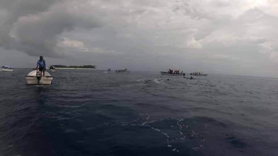 Zanzibar: Swimming with Dolphins and Snorkeling Private Tour - What $120 per person really buys