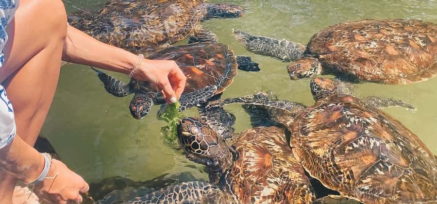 Zanzibar: Swimming with Sea turtles at Salaam cave - Time for photos, free swimming, and marine-life viewing
