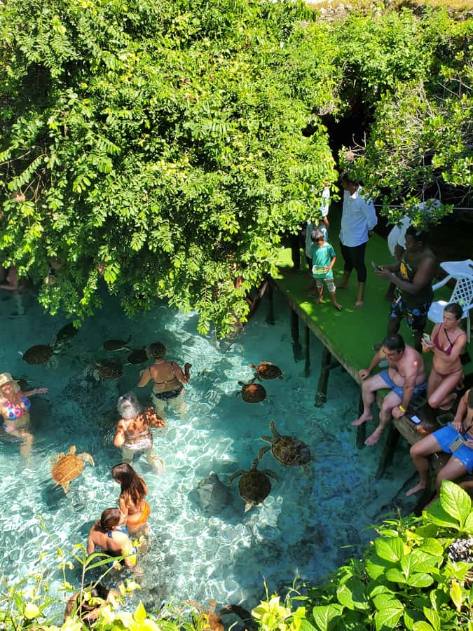 Zanzibar: Swimming with Sea turtles at Salaam cave - What the conservation message adds