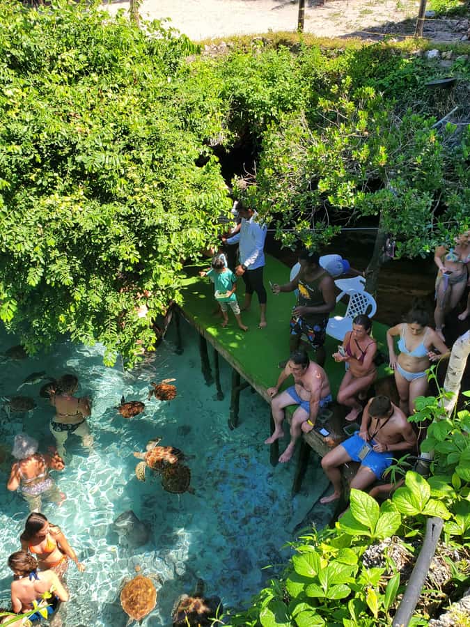 Zanzibar: Swimming with Sea turtles at Salaam cave - Private groups and language choices