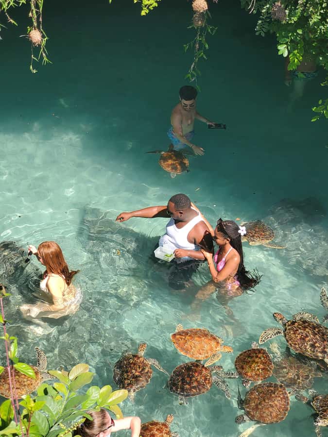 Zanzibar: Swimming with Sea turtles at Salaam cave - The real value of $43 per person