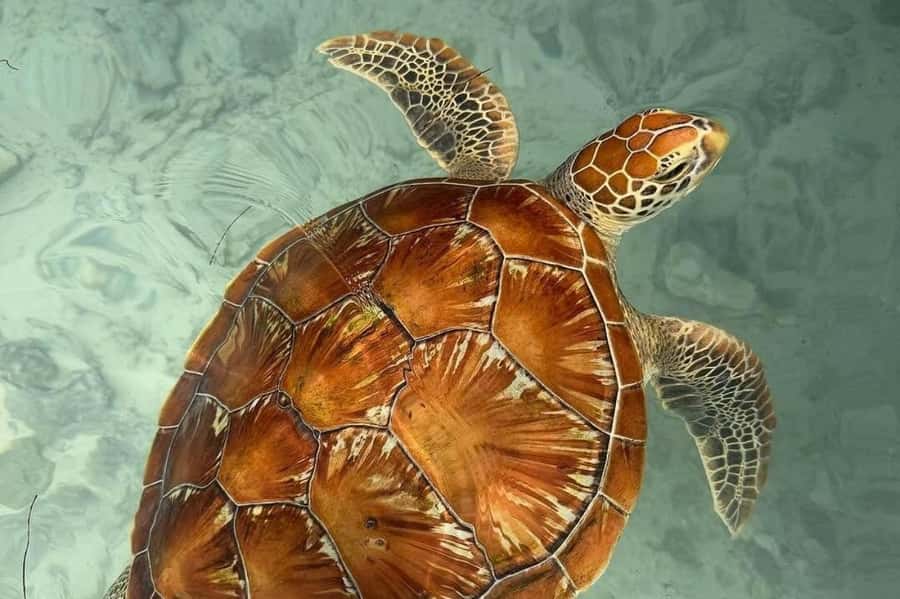 Zanzibar: Swimming with Sea turtles at Salaam cave - The journey to Kizimkazi Village