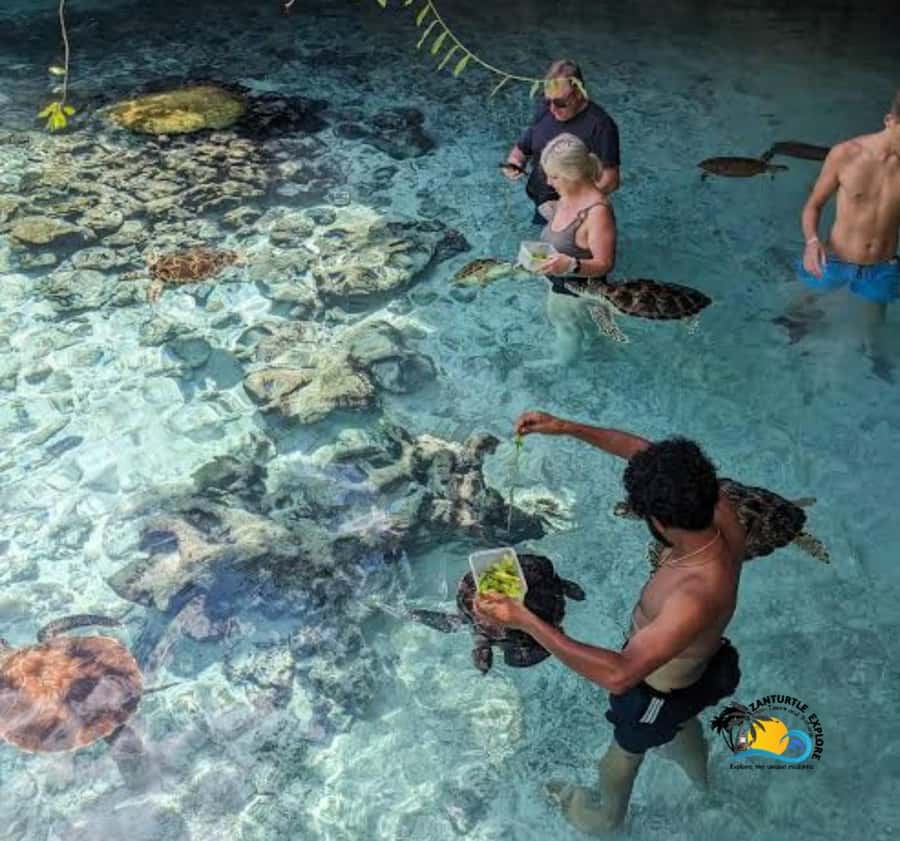 Zanzibar: Swimming with Turtles at Salaam Cave Aquarium - Key points to know before booking