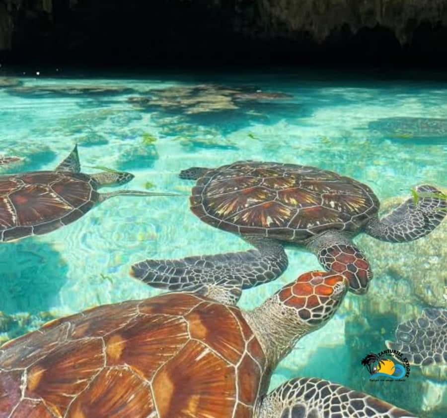 Zanzibar: Swimming with Turtles at Salaam Cave Aquarium - The trip to Kizimkazi takes time