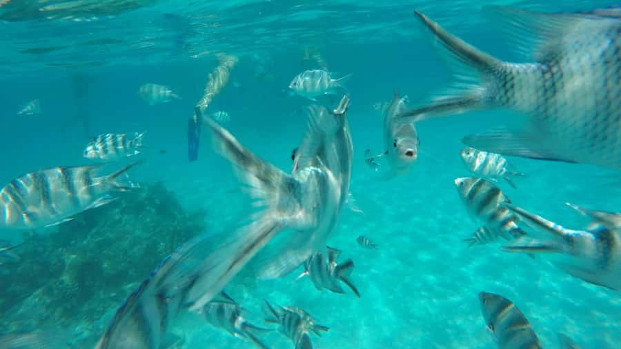 Zanzibar: Tumbatu Island Private Snorkeling Adventure Tour - From northern Zanzibar to Fukuchani Aquarium