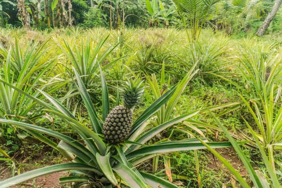 Zanzibar: Walking Spice Tours with Guide - Key points to know before you book