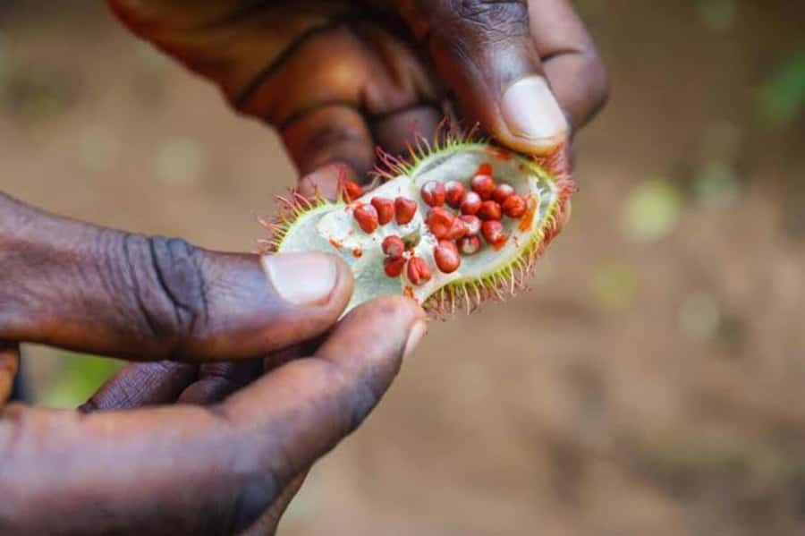 Zanzibar: Walking Spice Tours with Guide - From Stone Town to a Zanzibar shamba