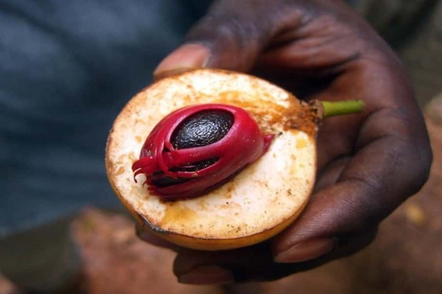 Zanzibar: Walking Spice Tours with Guide - Tangawizi Spice Farm, where the plant names become real